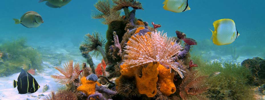 The Scott Treatment Tourism Bahamas Underwater World