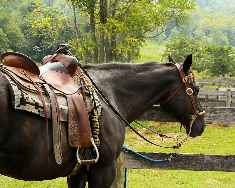 Harness Horse in the Ranch