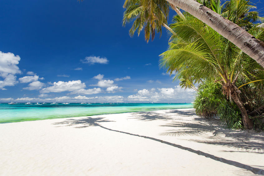 Palm on the beach