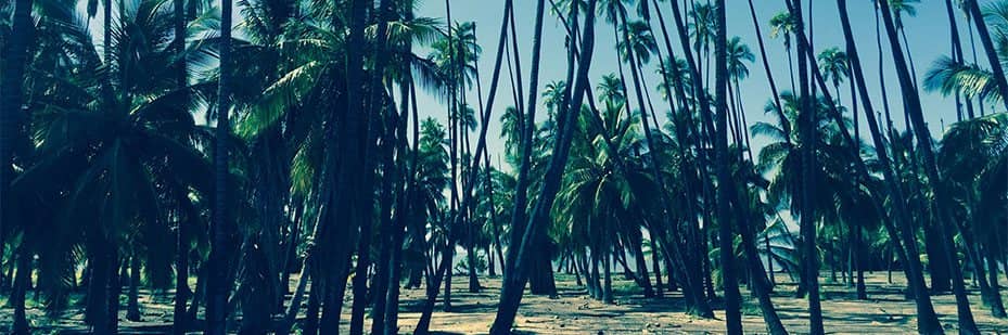 The Scott Treatment Team Page Background Picture with a Coconut Trees at a luxury rehab